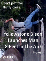 A man was seriously injured after being thrown 8 feet into the air by an angry bull bison in Yellowstone National Park. Mike MacLeod, a professional photographer from Bozeman, Montana, said the incident happened at the Bridge Bay Campground, south of Fishing Bridge. MacLeod said the man was walking with his grandson when the agitated bison made them the targets of its aggression, caught up with the man and threw him 8 feet in the air.